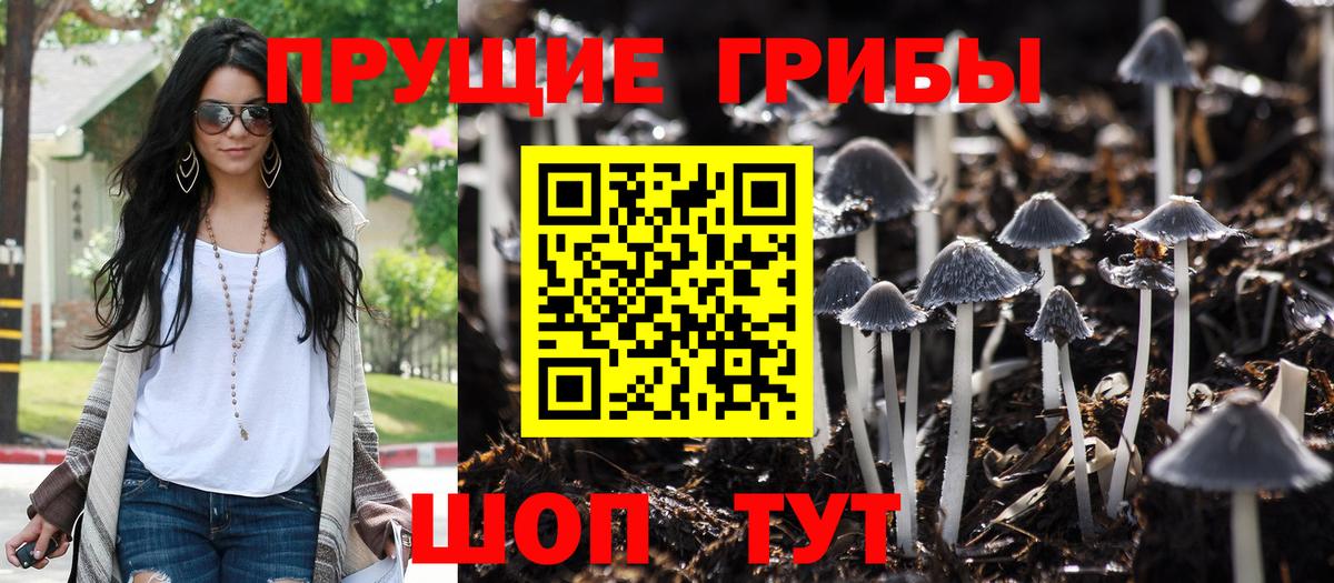 Псилоцибиновые грибы Psilocybe Белгород
